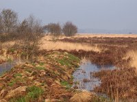 NL, Drenthe, Westerveld, Kraloer Heide 20, Saxifraga-Hans Dekker